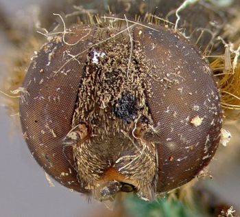 Media type: image;   Entomology 12644 Aspect: head frontal view